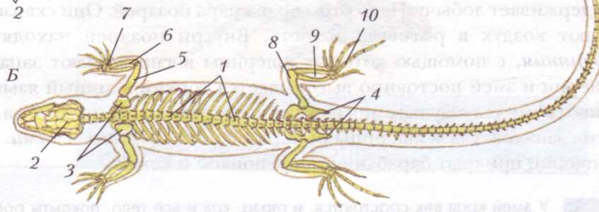 Рассмотрите рисунок напишите названия частей скелета ящерицы обозначенных цифрами