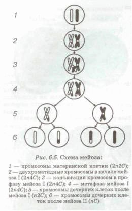 Составьте схему поведения хромосом в процессе мейоза животной клетки с 6 хромосомами