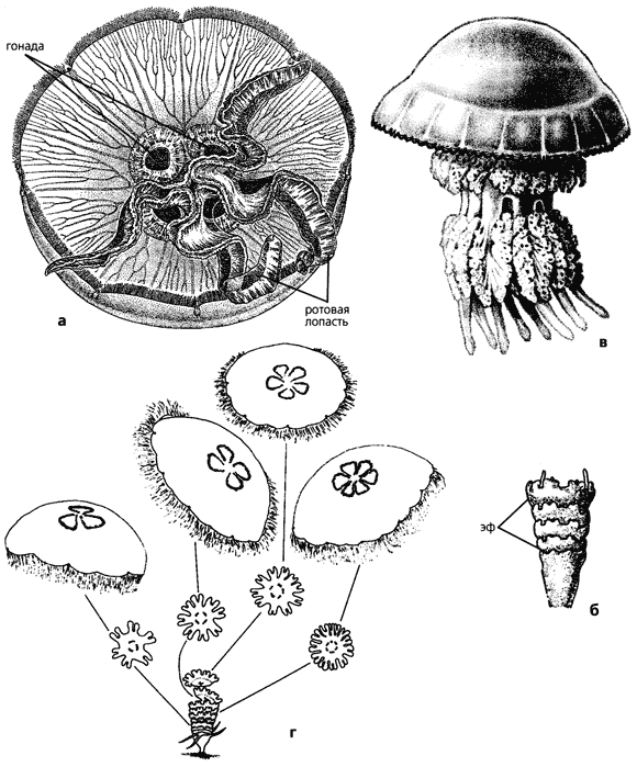 Схема строения медузы
