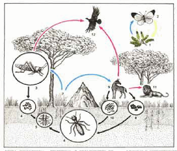 Круговорот животных. Модель круговорота веществ в природе рисунок. Круговорот растений и животных в природе схема. Цепочка круговорота веществ в природе. Начертить схему круговорота веществ в природе.