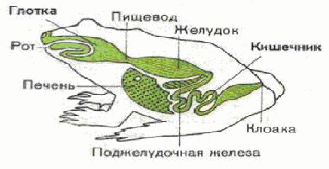 Пищеварительная система лягушки схема