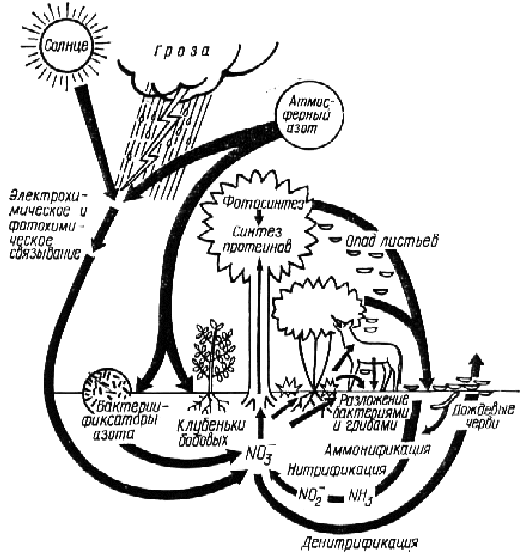Круговорот азота в биосфере рисунок
