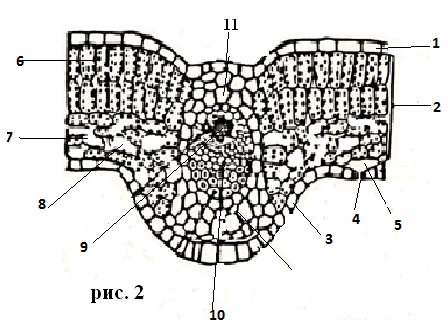 Клеточное строение листа 6. Поперечный срез листа ЕГЭ. Поперечный срез листа биология. Строение листа ткани ЕГЭ.