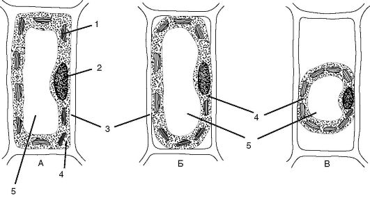 http://vmede.org/sait/content/Biologiya_botanika_zai4ikova_2013/img/8896.jpg