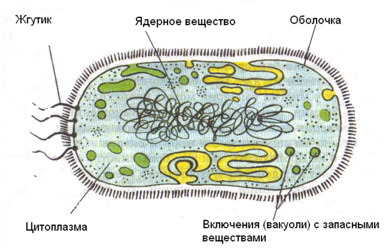 Схема строения бактерий