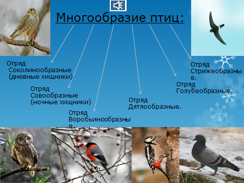 Презентация по теме многообразие птиц