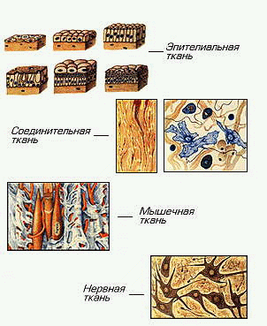 Уровни животной ткани. Ткани животных. Соединительная ткань животных. Животные ткани. Строение ткани животного.