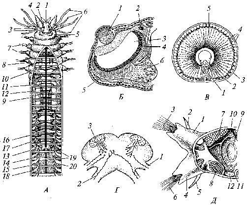 Органы чувств кольчатых. Поперечный срез полихеты. Червь нереис строение. Полихеты черви строение. Глаза многощетинковых червей.