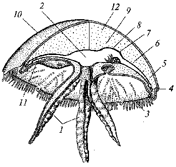 Строение медузы. Строение сцифоидной медузы. Схема строения сцифоидной медузы. Пищеварительная система сцифоидных медуз. Ропалии у сцифоидных.
