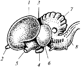 Какой цифрой на рисунке обозначен головной мозг голубя