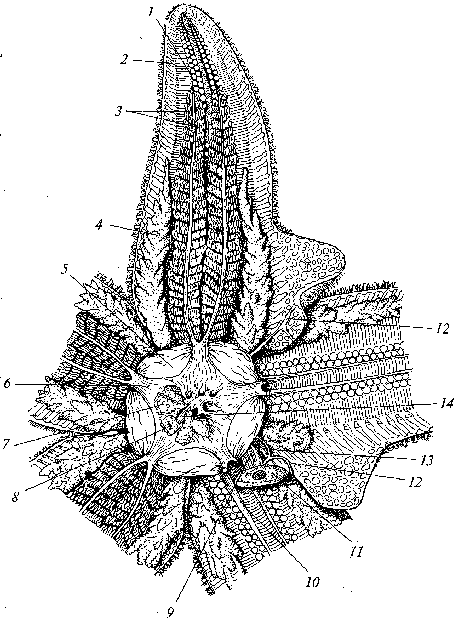 Строение морской. Пищеварительная система иглокожих. Амбулакральная система морской звезды схема. Внутреннее строение иглокожих. Амбулакральные пластинки у иглокожих.