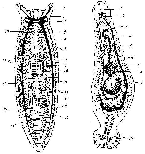 Плоские черви рисунок. Строение ресничных плоских червей. Строение трехветвистой турбеллярии. Внутреннее строение турбеллярий. Ресничные черви схема.