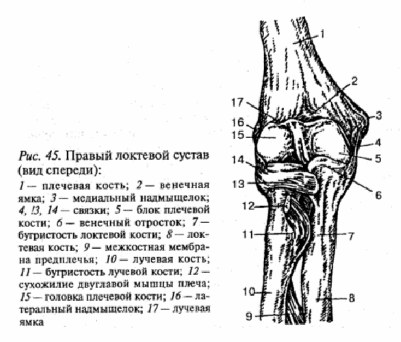 Левый локтевой сустав. Анатомическое строение локтевого сустава. Локтевой сустав анатомия строение кости. Локтевой сустав вид спереди. Локоть строение костей и суставов.