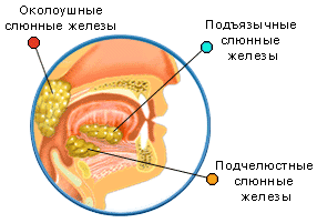 Три пары желез. Малые слюнные железы полости рта. Ротовая полость анатомия слюнные железы. Строение слюнных желез. Подязычне сллюнные желещы.