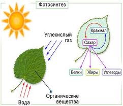 Описание: http://t2.gstatic.com/images?q=tbn:ANd9GcTT8WGBA6IZzSoMw-X3xpDtKxkfjNPwSnsHLeCA0OtB9Hav3emQ