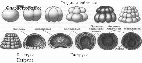 При делении жизненного цикла овощных растений онтогенез