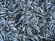 http://upload.wikimedia.org/wikipedia/commons/thumb/7/75/Odesa_bazaar_%285%29_sprats_.JPG/180px-Odesa_bazaar_%285%29_sprats_.JPG