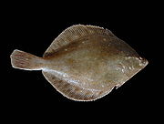 http://upload.wikimedia.org/wikipedia/commons/thumb/9/95/Pleuronectes_platessa.jpg/180px-Pleuronectes_platessa.jpg