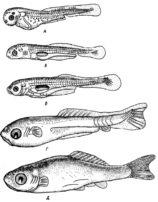 Развитие рыбы схема