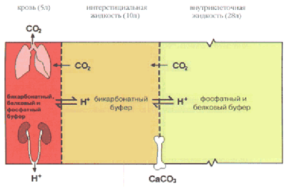 Бикарбонатный буфер схема