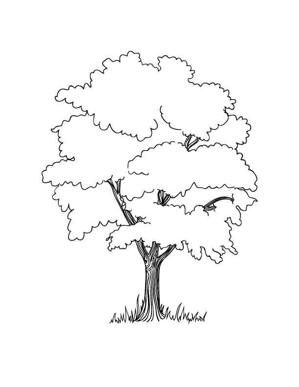 C:\Users\Светлана\Desktop\отк урок\ЛИСТЬЯ\tree[1].png