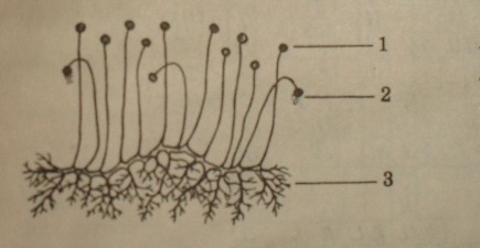 Строение плесневого гриба мукора: