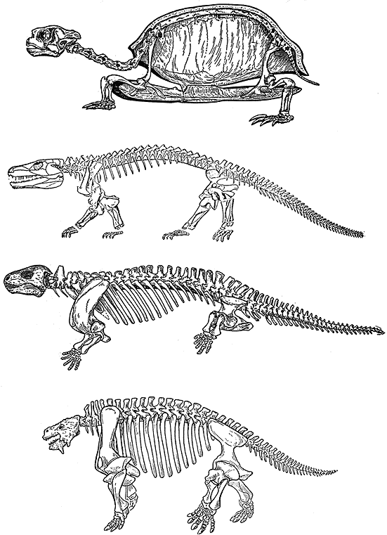 Родство млекопитающих и рептилий. Котилозавр скелет. Котилозавры Эволюция. Предки черепах котилозавры. Эволюция скелета у пресмыкающихся.