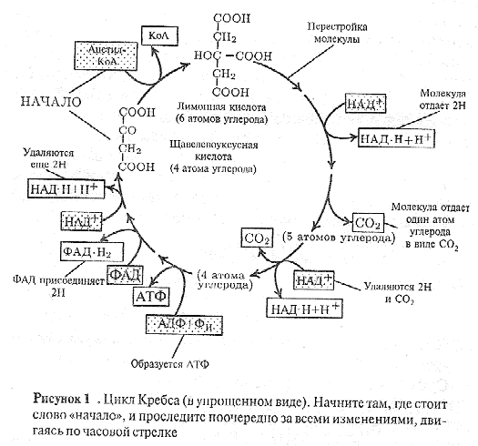 Анаэробное дыхание схема