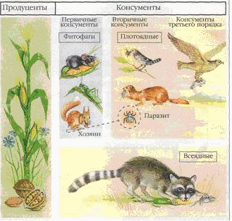 Землеройка всеядное животное консумент доминирующий вид редуцент. Продуценты. Продуценты консументы и редуценты это. Кто такой продуцент. Экологическая группа продуцентов.