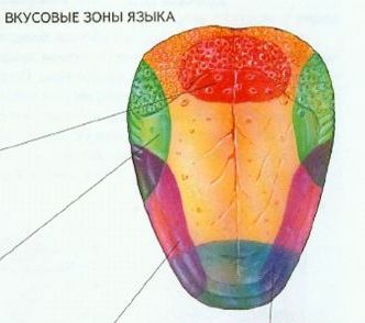 3 дополни предложение зона языка отмеченная на рисунке цифрой 4 распознает вкус