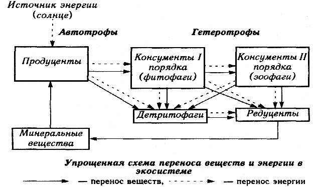 Предложите схему показывающую перенос энергии в экосистеме