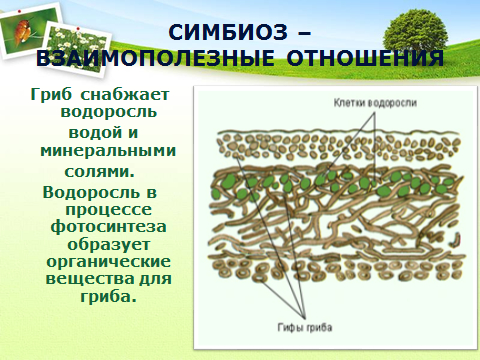 Взаимоотношения гриба и водоросли в лишайнике уровень организации. Есть ли у лишайников фотосинтез. Слоевище это в биологии 5 класс. Слоевище это в биологии 5 класс определение кратко.