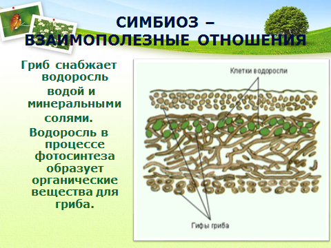 Водоросль и гриб отношения