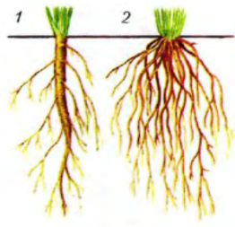 Стержневая и мочковатая корневые системы