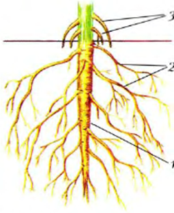 Виды корней