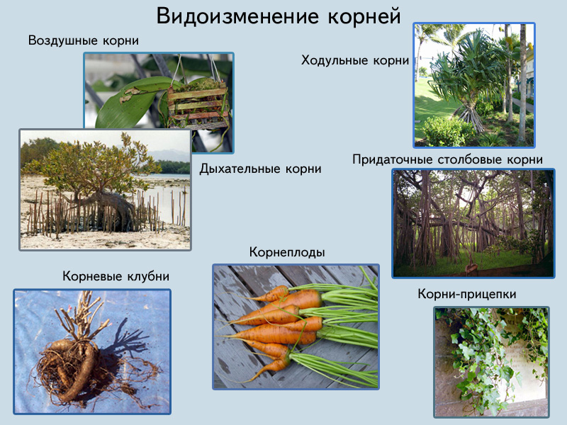 Проект разнообразие видоизменений органов растений 6 класс