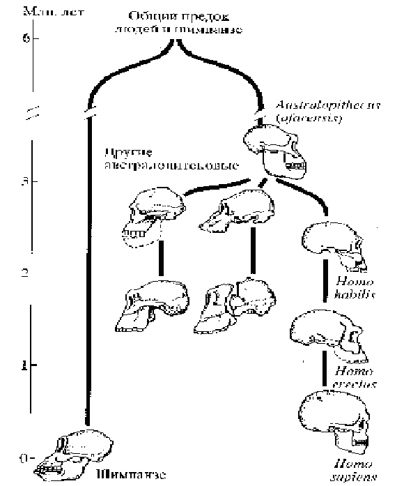 Схема эволюция человека 9 класс