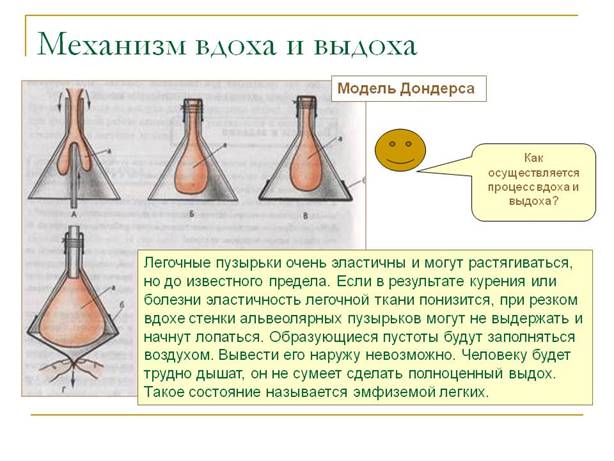 Модель Дондерса