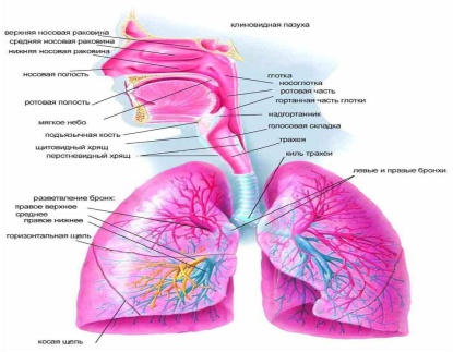 C:\Documents and Settings\1\Рабочий стол\фотографии по дыхательной системе\Breathing_system.jpg