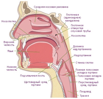 oralcav1