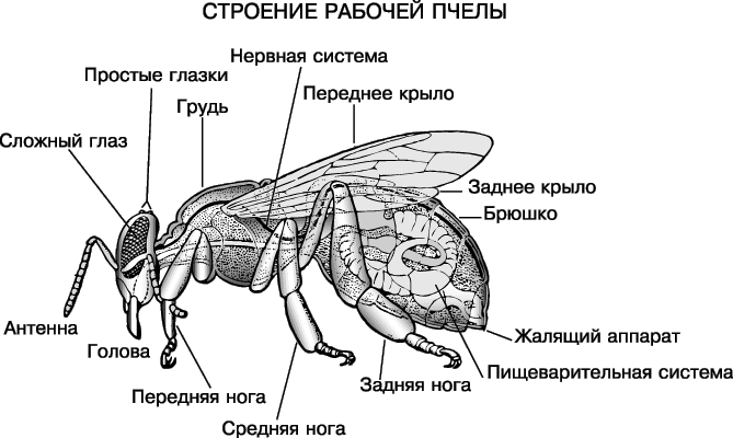 H:\пчёлки\1000175_1560_002.gif