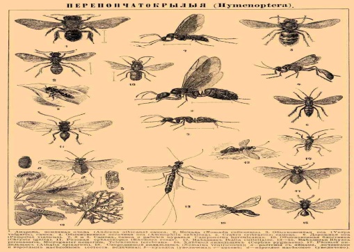 C:\Documents and Settings\1\Рабочий стол\скаченные пчёлки\пчелы6.jpg