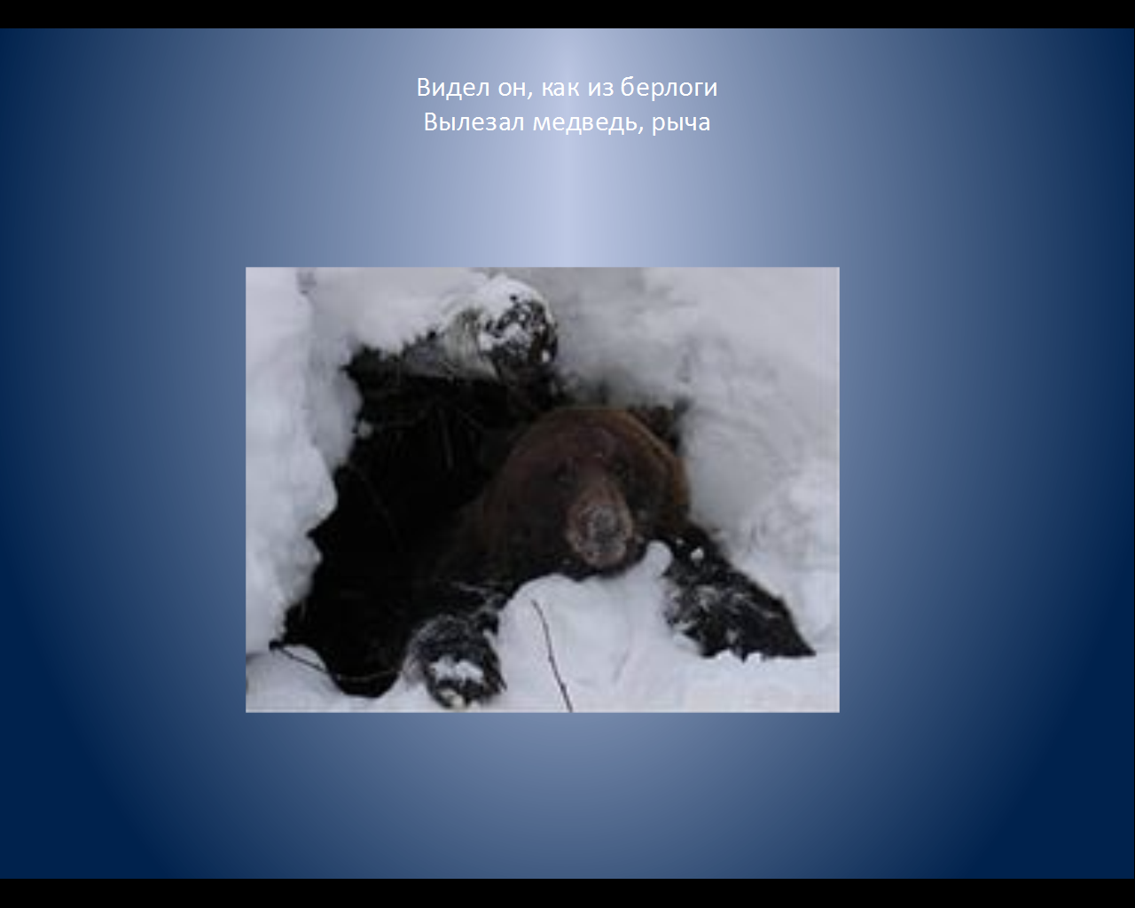 Почему медведь лапу. Медведь впадает в спячку. Медведь зимой впадает в спячку. Медведь в спячке. Медведь впадает в зимнюю спячку.