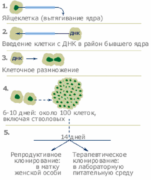 Клонирование терапевтическое схема