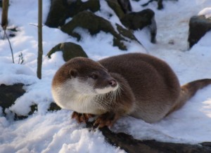 C:\Users\а\Desktop\Otter_in_winter-300x218.jpg