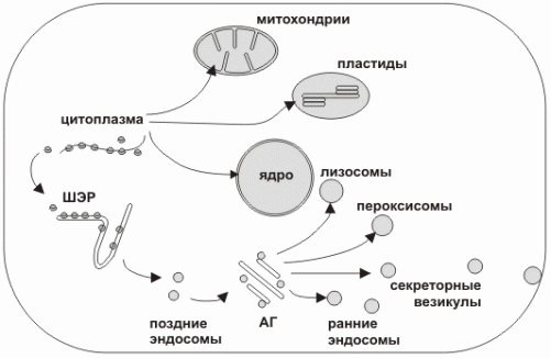 Транспорт белка. Транспорт белков синтезируемых в клетке. Схема везикулярного транспорта в клетке. Везикулярный транспорт белков в клетке. Везикулярный транспорт клетки.