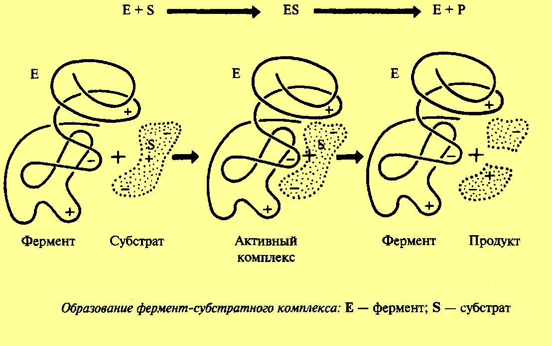 работа фермента.jpg