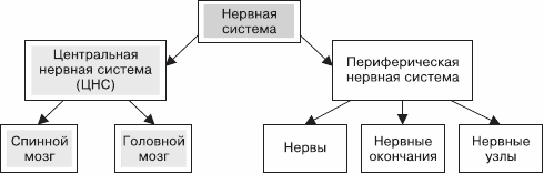 Нервная система человека схема 8 класс