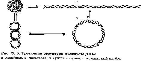 Третичная структура днк. Третичная структура структура ДНК. Третичная структура нуклеиновых кислот. Молекула ДНК В третичной структуре. Третичная структура нуклеиновых кислот схема.