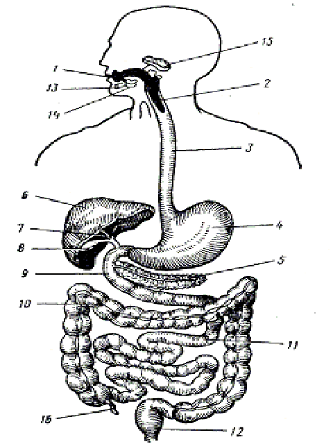 Строение пищеварительной системы человека схема без подписей